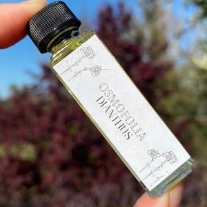 DIANTHUS - OSMOFOLIA